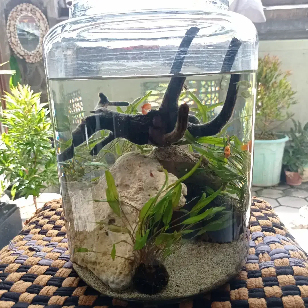 AQUARIUM TOPLES KACA - Image 2 of 2