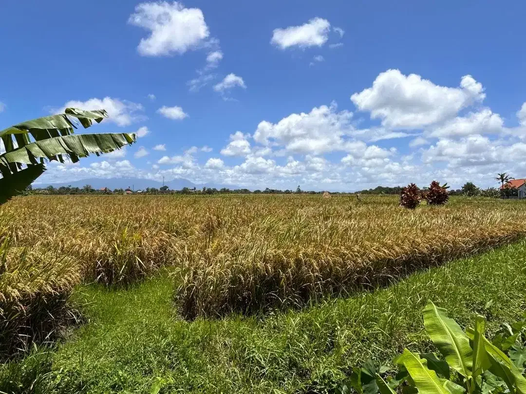TANAH STRATEGIS VIEW SAWAH DI NYITDAH TABANAN DEKAT TANAH LOT - Image 6 of 6