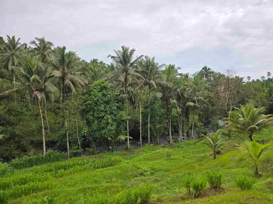 Dijual tanah los sungai dan vieq sawah murah di bali - Image 8 of 10