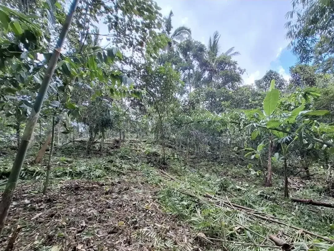 tanah kebun produktif di kelilingi sungai kecil - Image 6 of 9