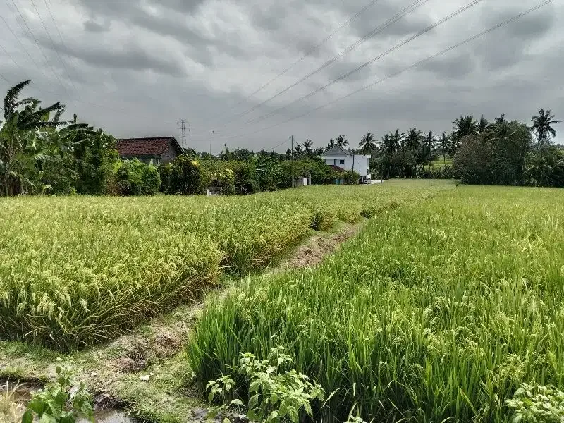Tanah Lokasi Kaba-Kabar View Sawah Lingkungan Nyaman - Image 6 of 10