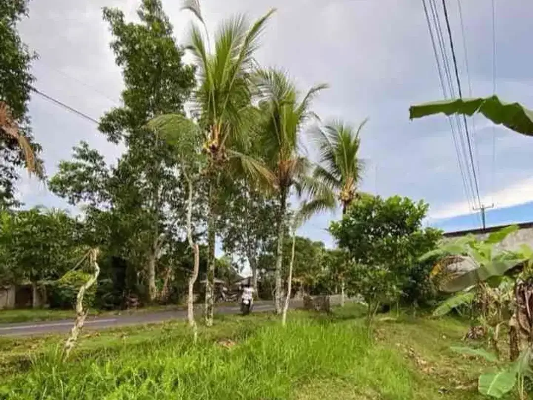 SALE Tanah 50 Are Zona Kuning Megati Selemadeg Timur - Image 3 of 4