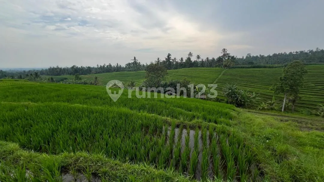 Jual Tanah Sawah Produktif untuk Investasi yang Menguntungkan. - Image 3 of 4