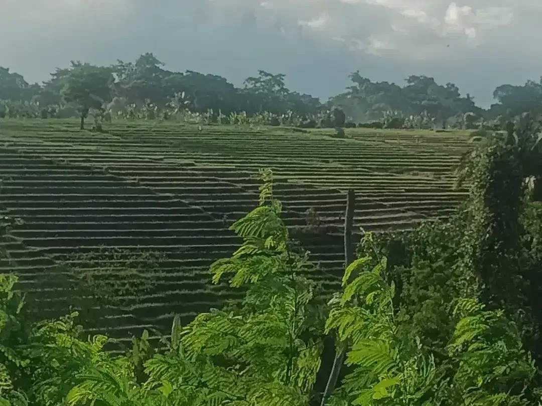 Tanah view sawah Greenlot munggu - Image 1 of 10