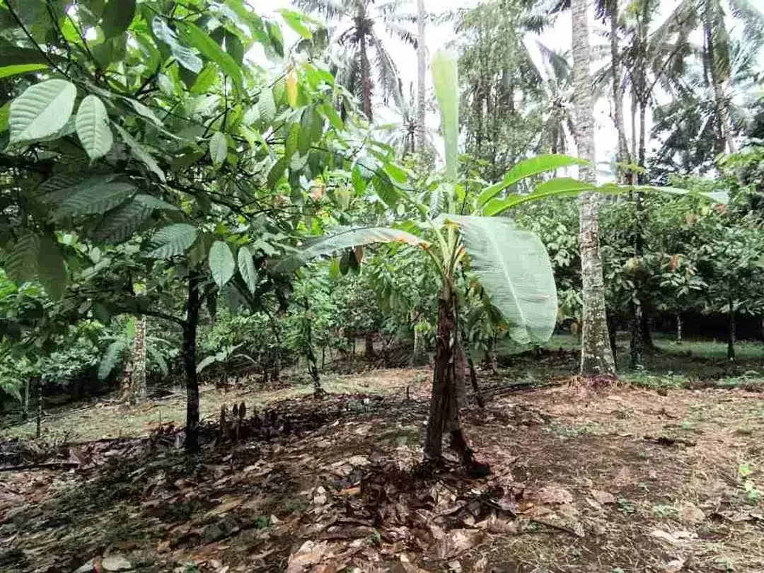 jual tanah kebun di tabanan bali - Image 6 of 10