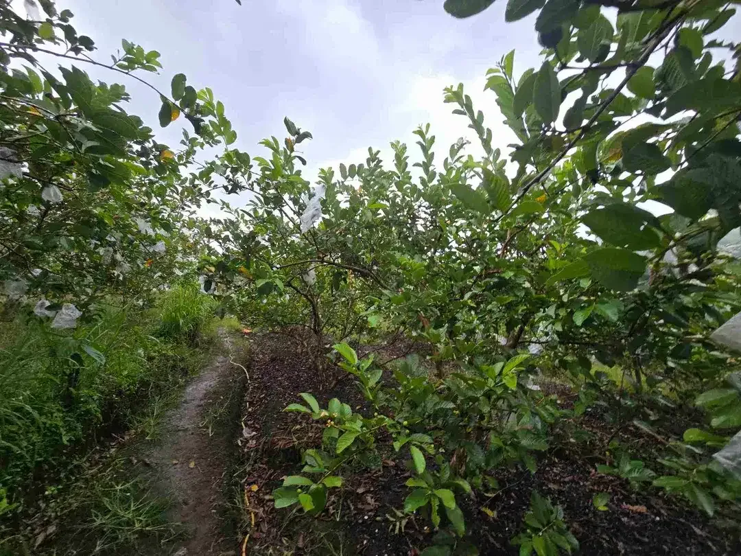 DIJUAL TANAH DATAR JAMBU KRISTAL DI TABANAN BALI - Image 3 of 10