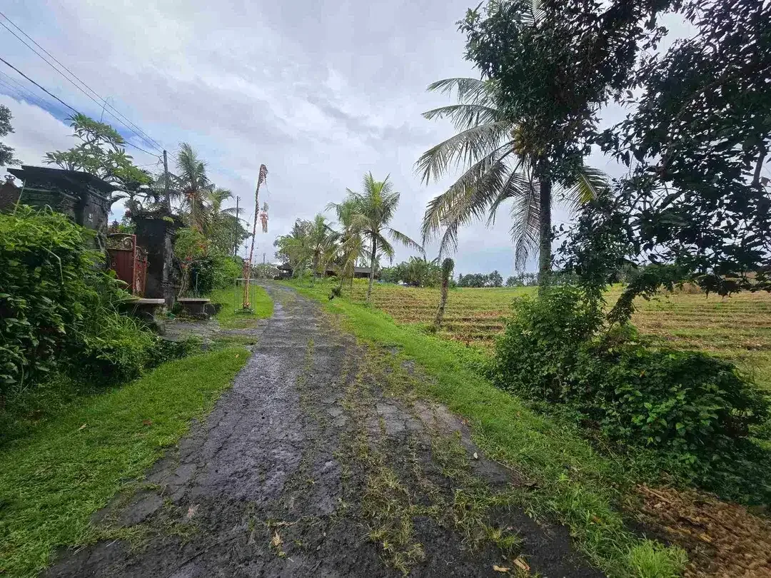 Dijual tanah zona kuning / yellow view sawah di tabanan bali - Image 10 of 10