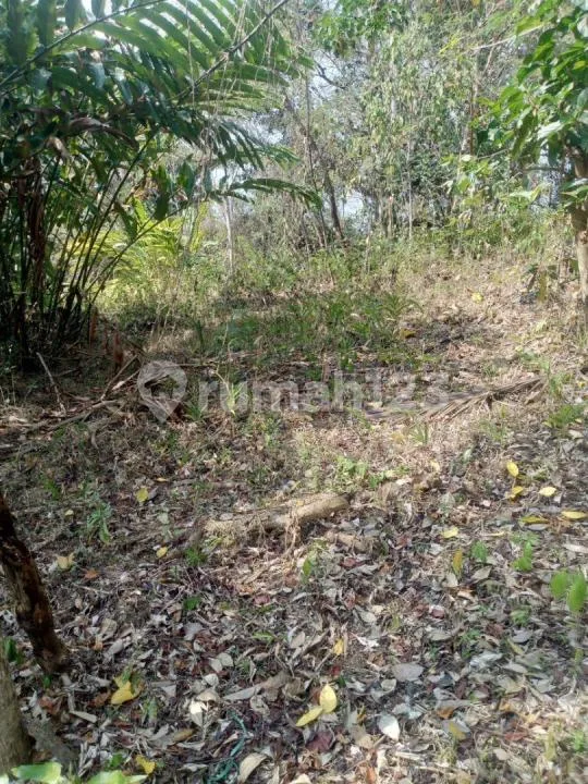 Jual Cepat Tanah Murah di Kota Negara Bb Agung Dekat Alun Alum Kota Tabanan Murah - Image 2 of 4