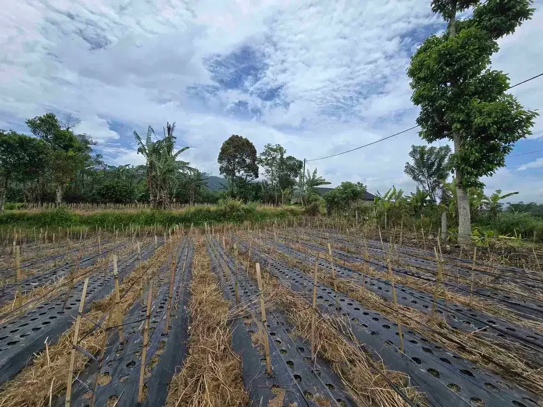 Dijual tanah datar landai view gunung dan lembah di tabanan bali - Image 10 of 10