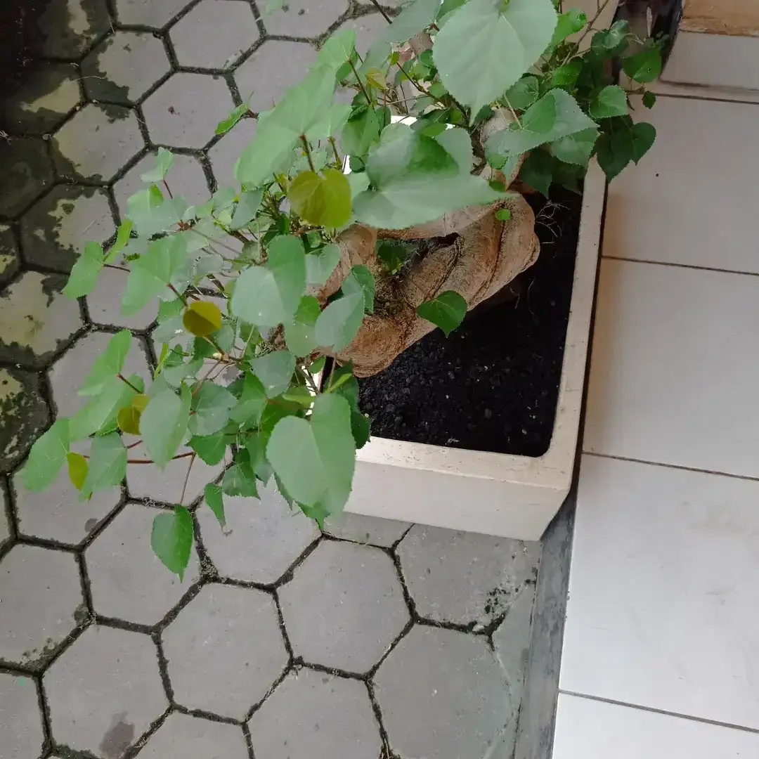 BAHAN BONSAI WARU - Image 4 of 4