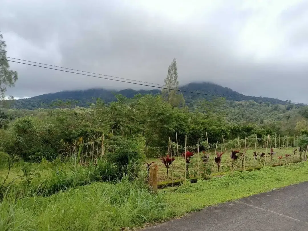 Dijual Tanah BUC Pinggir Jalan Utama Kintamani Barat - Image 1 of 4