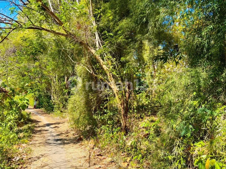 Tanah 50 Are Dijual di Anturan - Bali Utara - Image 4 of 4