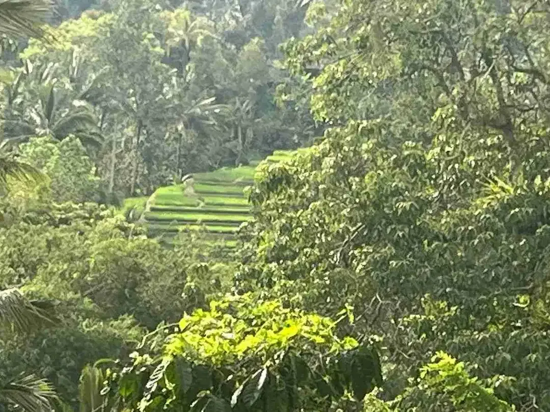 jual tanah kebun kopi Los sungai view sawah di pupuan tabanan bali. - Image 7 of 10