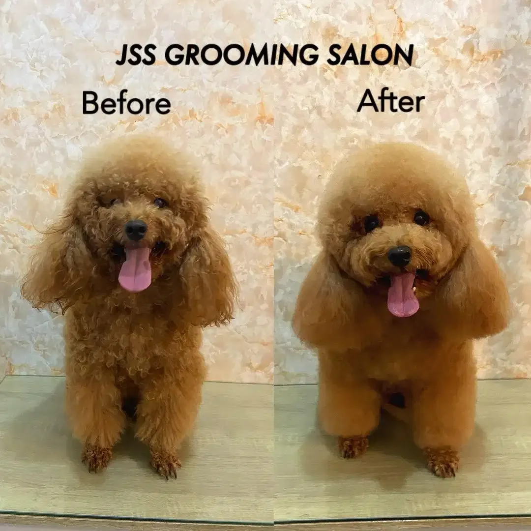 Jss grooming salon anjing - Image 2 of 10