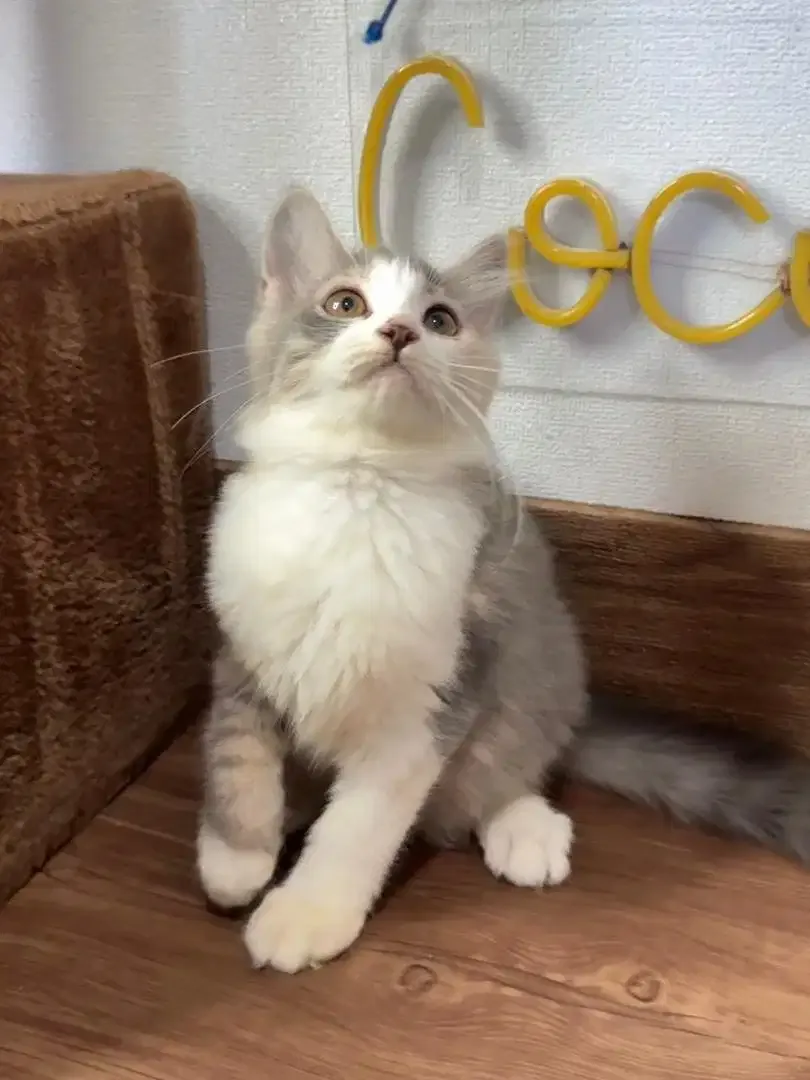 Kitten Kucing Persia - Image 4 of 4
