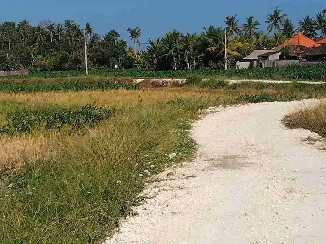 Tanah View Sawah 750 Meter ke Pantai Pasut Tabanan - Image 5 of 7