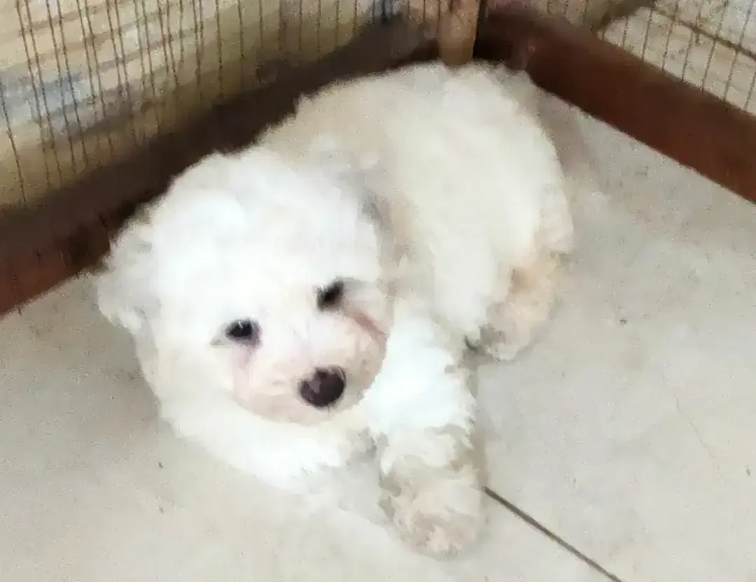 DIJUAL MURAH BICHON FRISE BETINA STAMBUM VAKSIN KUALITAS BAGUS - Image 4 of 4