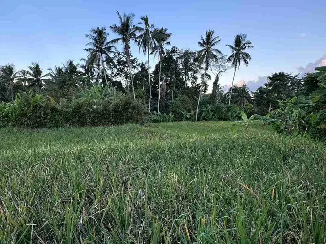 Lahan Premium View Sawah dan Jungle Area Tirta Tawar Ubud - Image 10 of 10
