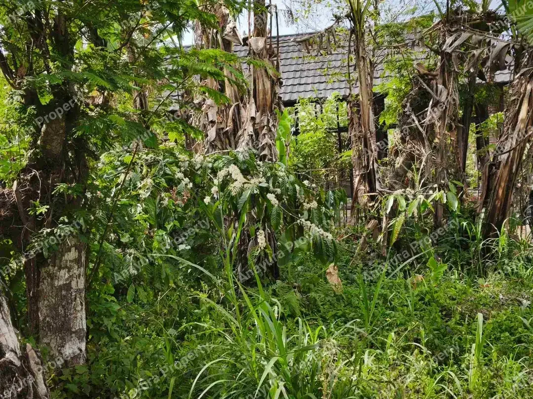 Tanah Wanagiri Bedugul, Dekat Munduk - Image 6 of 10