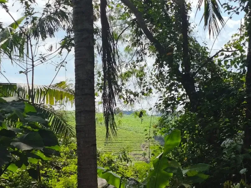 Dijual tanah murah los  sungai bebatuan dan view sawah ddi bali. - Image 3 of 10