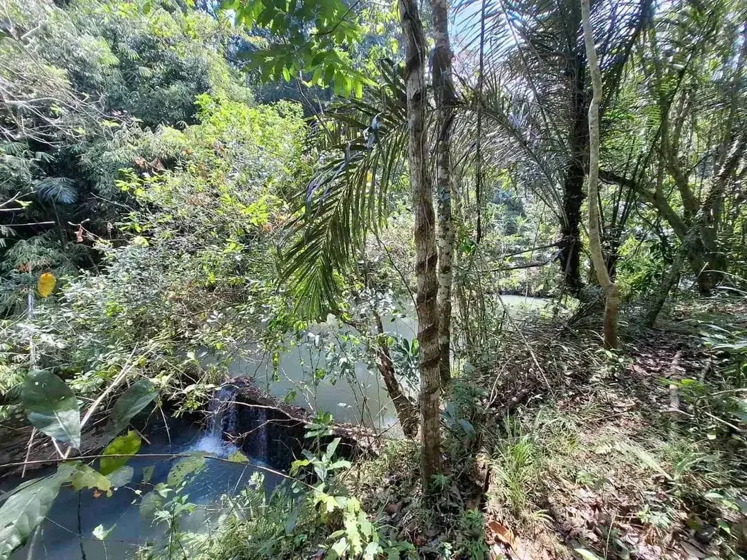 Dijual tanah kebun murah dengan sungau bebatuan murah di tabanan bali - Image 7 of 10