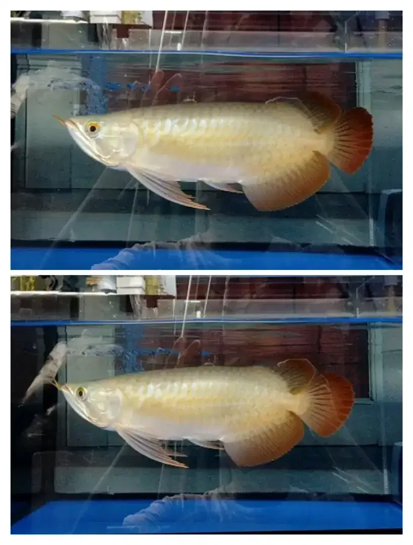 Arwana / Arowana Super Red Semi Short Body Kalimantan - Image 3 of 4