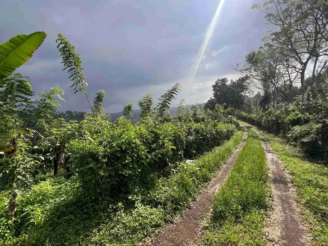 Dijual kebun kopi produktif siap panen harga murah view bagus di tabanan bali - Image 5 of 10