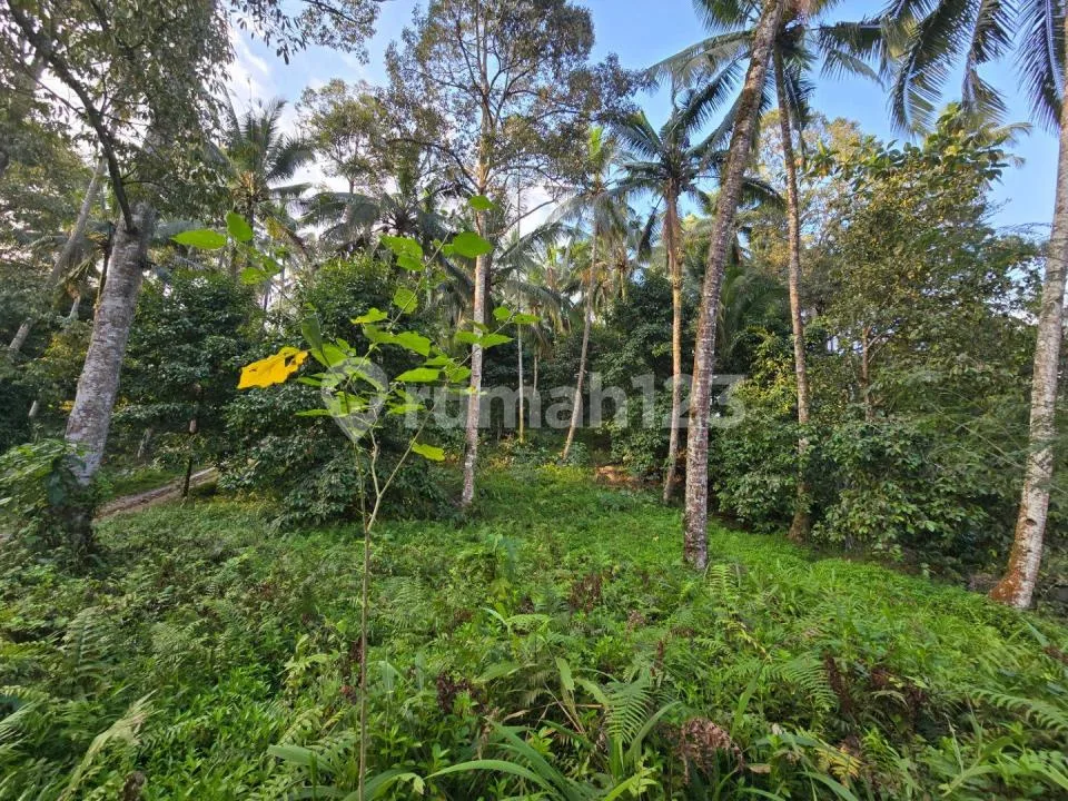 Murah Tanah Los Sunga Hook Kebun Manggis Durian di Bali - Image 3 of 4