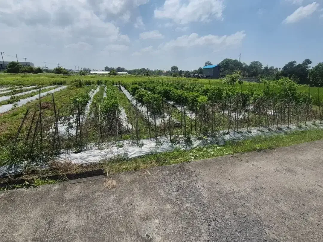 Land For sale pantai kedungu dekat ke tanah lot - Image 3 of 5