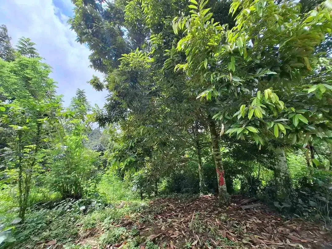 tanah kebun durian murah dan sangat strategis dengan view gunung dan los sungai - Image 9 of 10