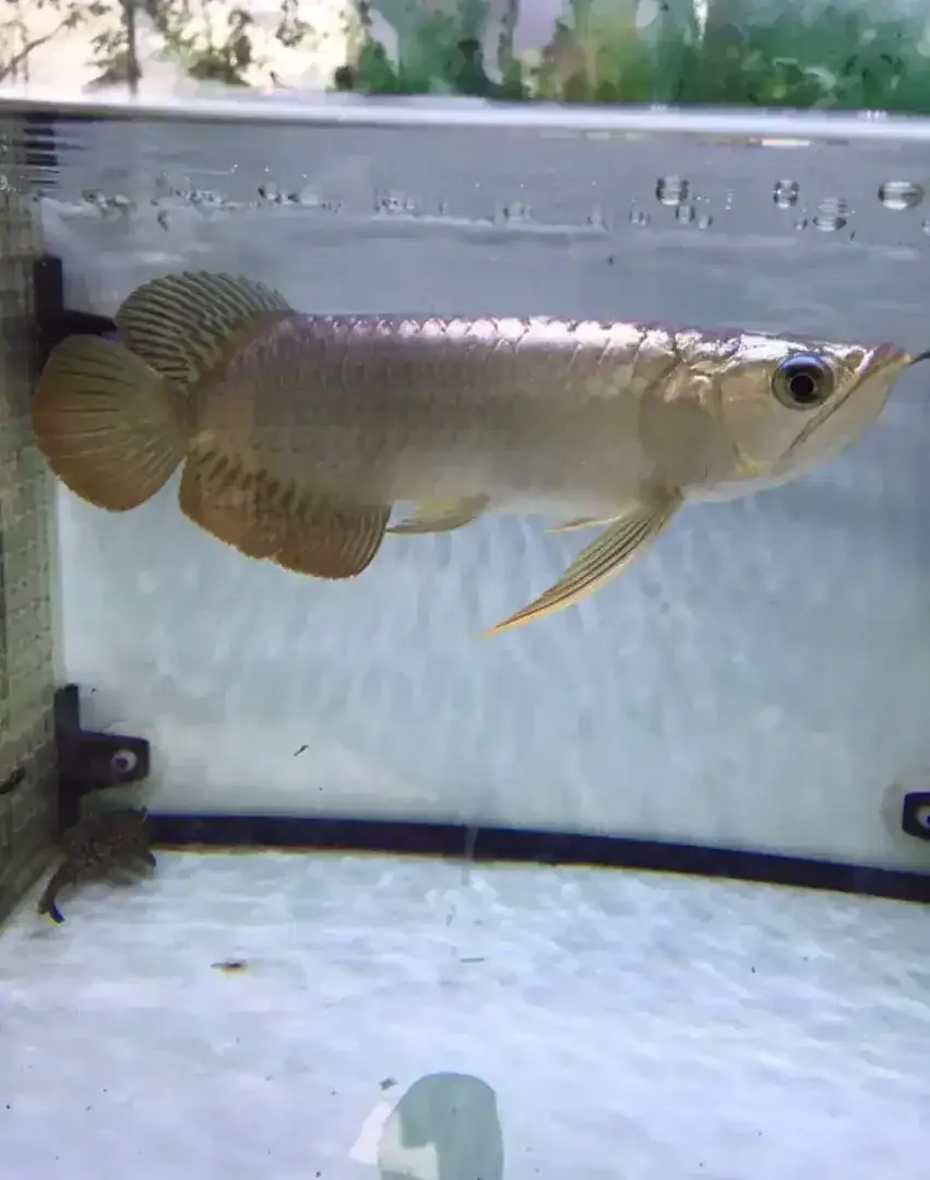 Arwana / Arowana Crossback Blue Base Malaysia - Image 3 of 3
