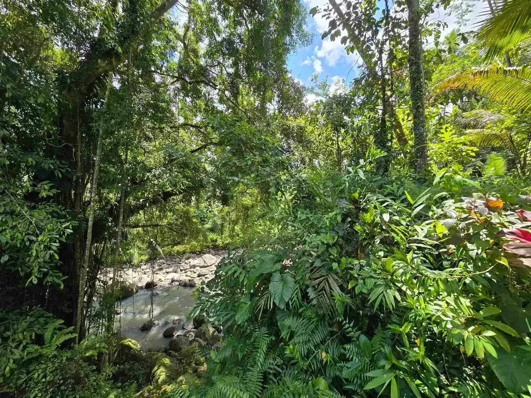 Dijual tanah murah los sungai di tabanan bali - Image 3 of 10