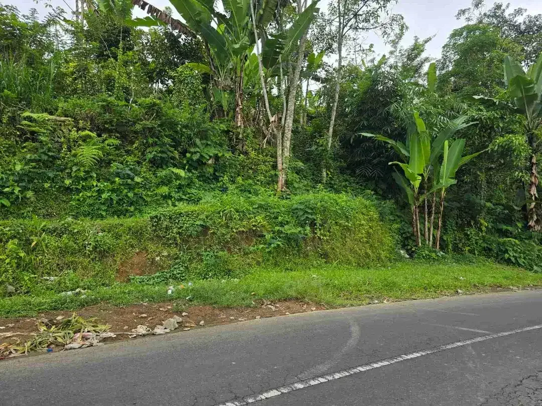 kebun dengan view gunung dan sawah penuh panorama - Image 4 of 9
