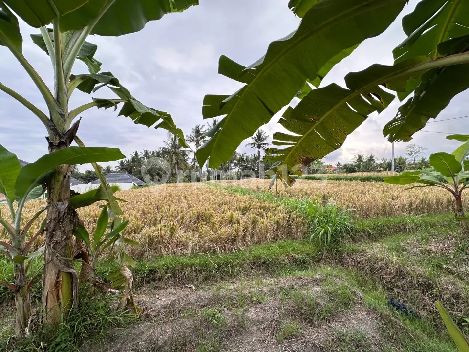 Tanah Dikelilingi Sawah Dekat Kampus Mediterranean Bali & Monkey Forest - Image 2 of 4