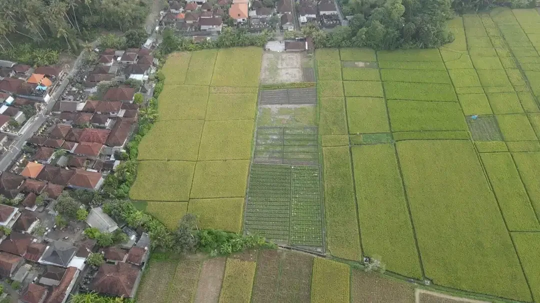 Tanah 3450m2 Full View Sawah di Pantai Kelating Tabanan - Image 9 of 10