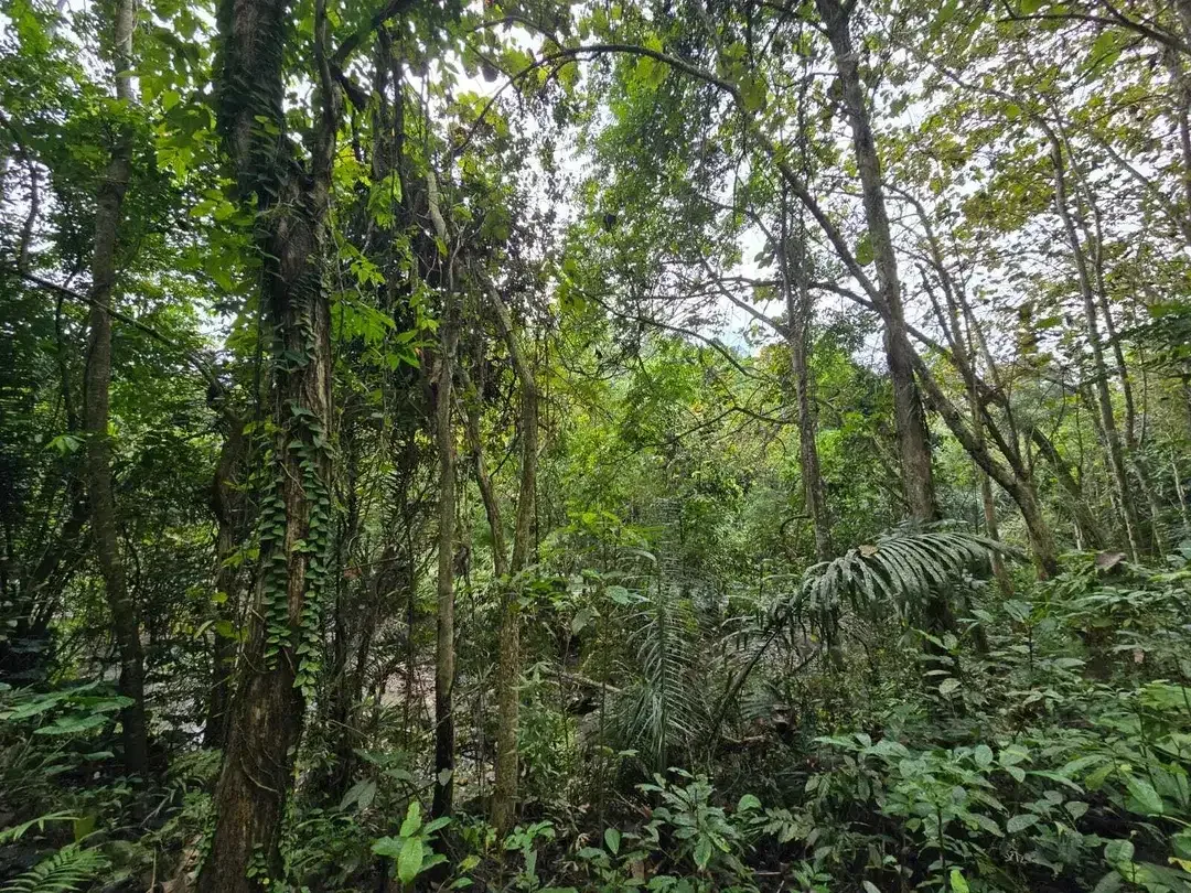 Dijual tanah view sungai dekat villa galalima glamping bali - Image 5 of 10