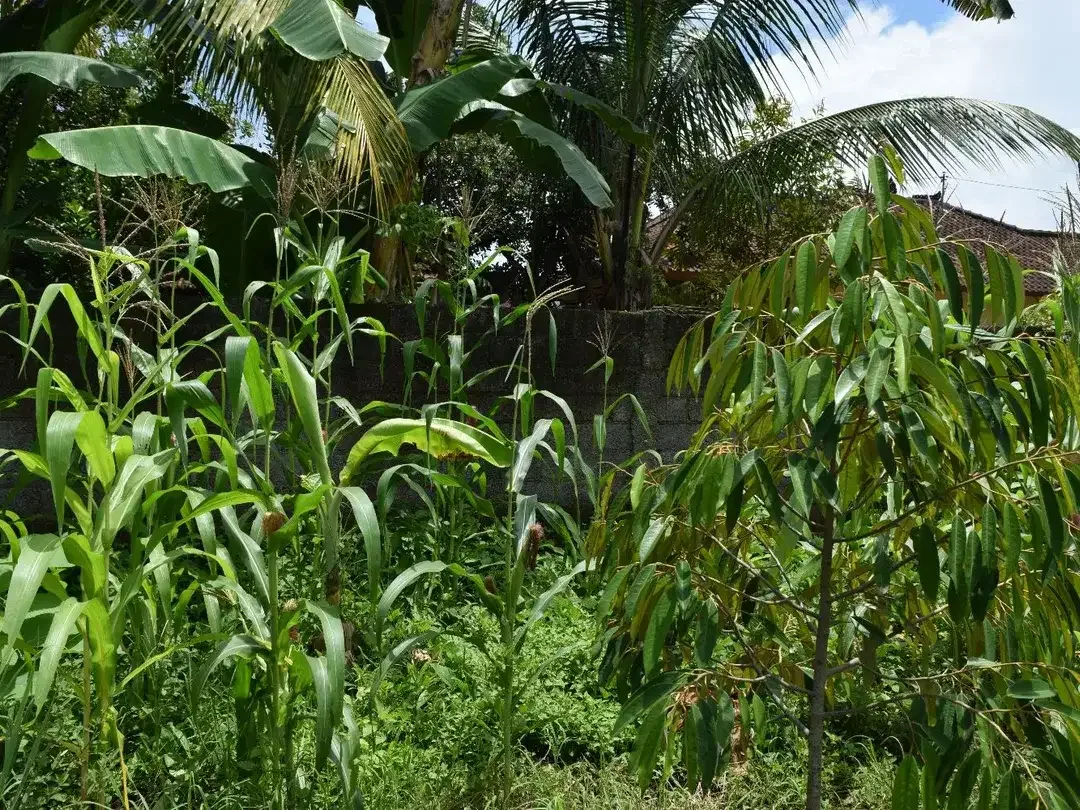 Dijual Tanah di Buleleng Dekat Pantai Lovina - Image 9 of 10