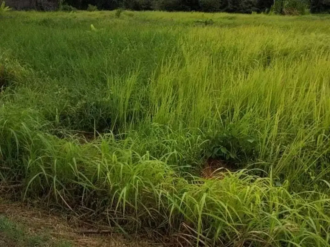 Land for sale in Cemagi, Bali - Image 2 of 2