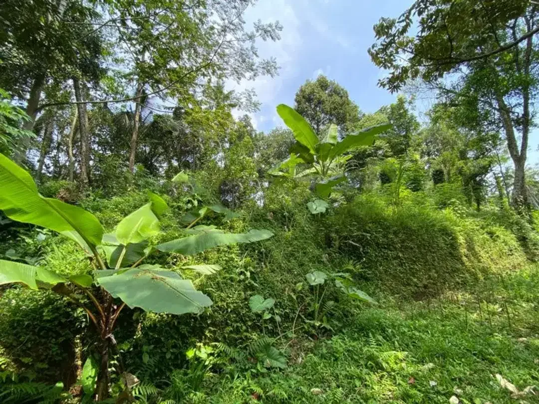 FREEHOLD LAND FOR SALE IN UBUD - Image 8 of 8
