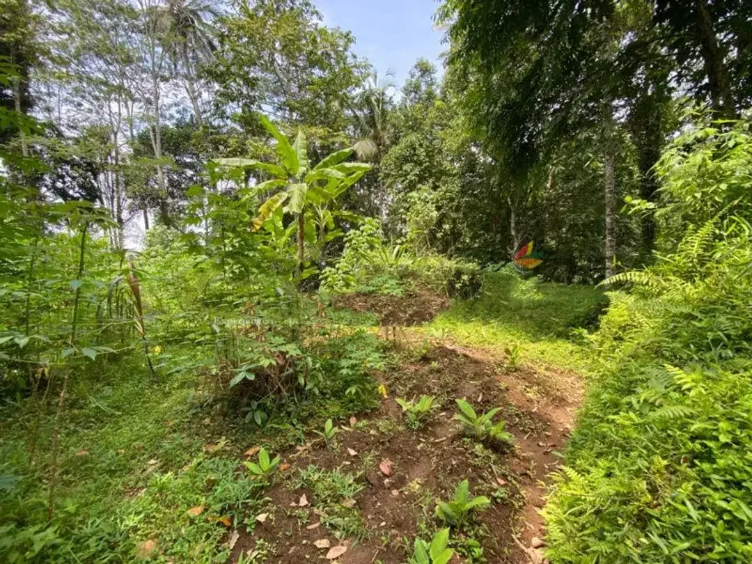 FREEHOLD LAND FOR SALE IN UBUD - Image 4 of 8