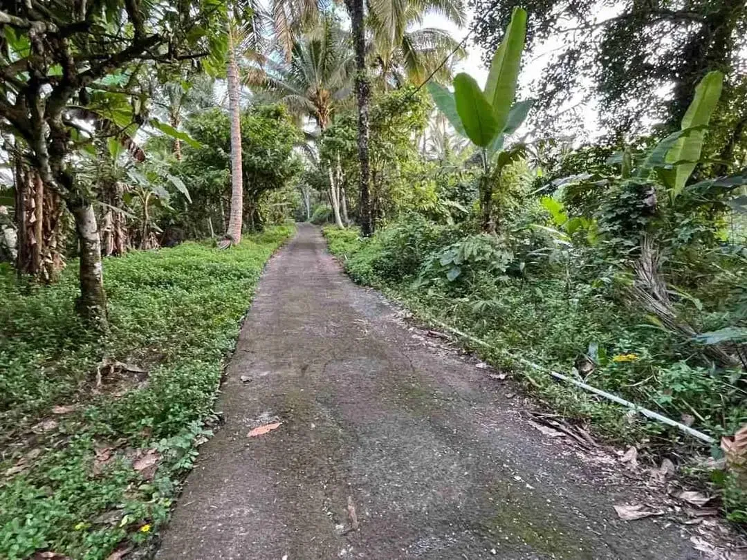 jual tanah kebun Los sungai, view sawah cantik dan sunset yang indah di tabanan bali. - Image 6 of 10