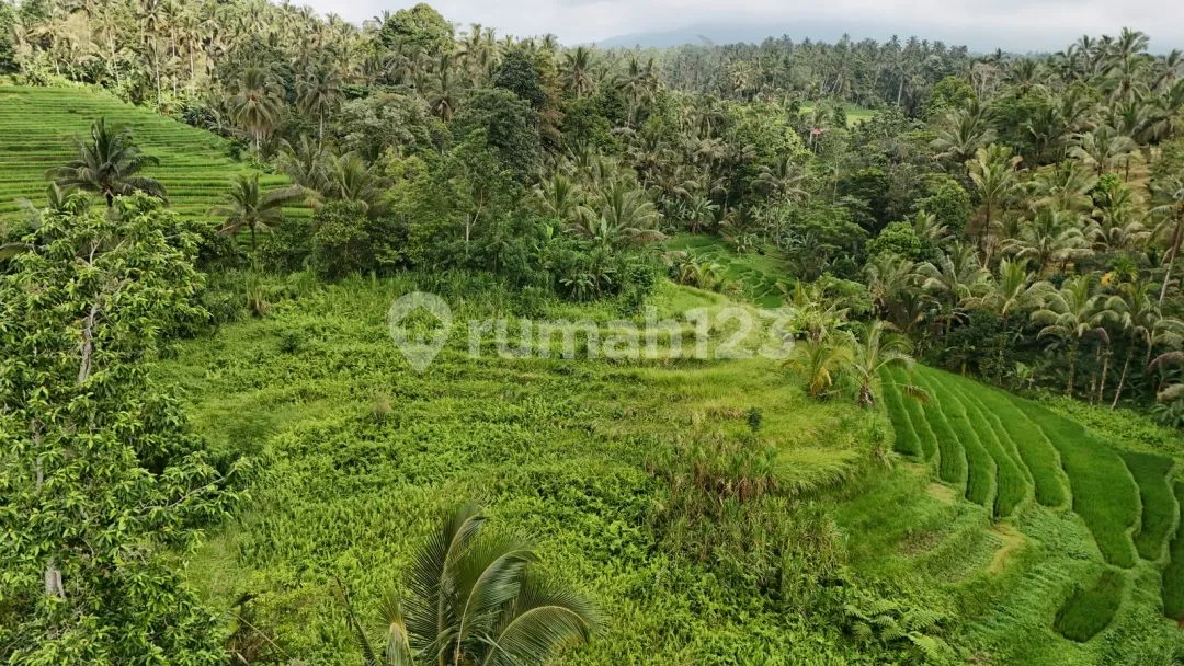 Jual Tanah View Sawah Cantik Murah Di Tabanan Bali - Image 3 of 4