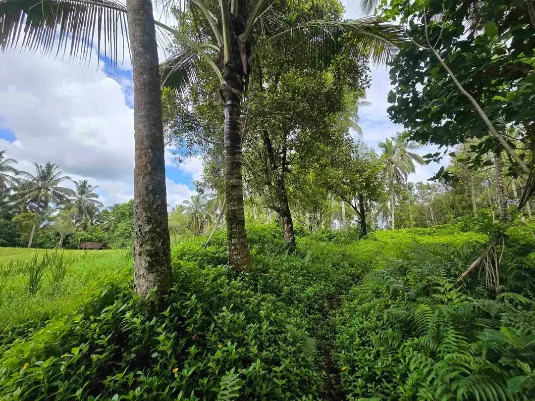 Dijual tanah view sawah cantik di kawasan villa di bali - Image 8 of 10