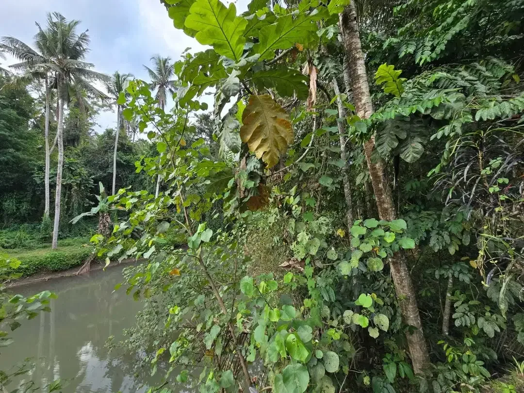 Dijual tanah los sungai view sawah di bali - Image 6 of 10
