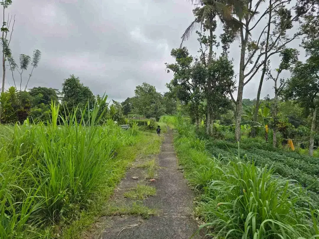 Tanah kebun view tiga gunung dan view sawah sangat panorama - Image 6 of 9