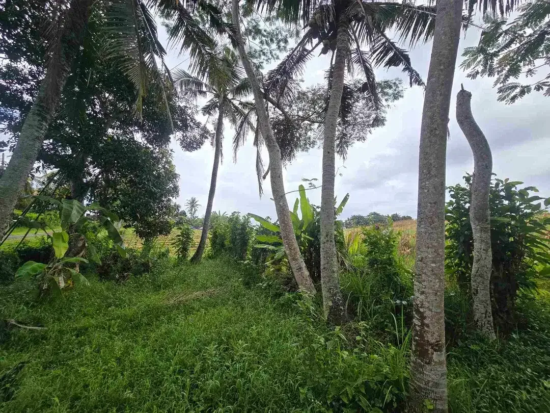 Dijual tanah zona kuning / yellow view sawah di tabanan bali - Image 4 of 10