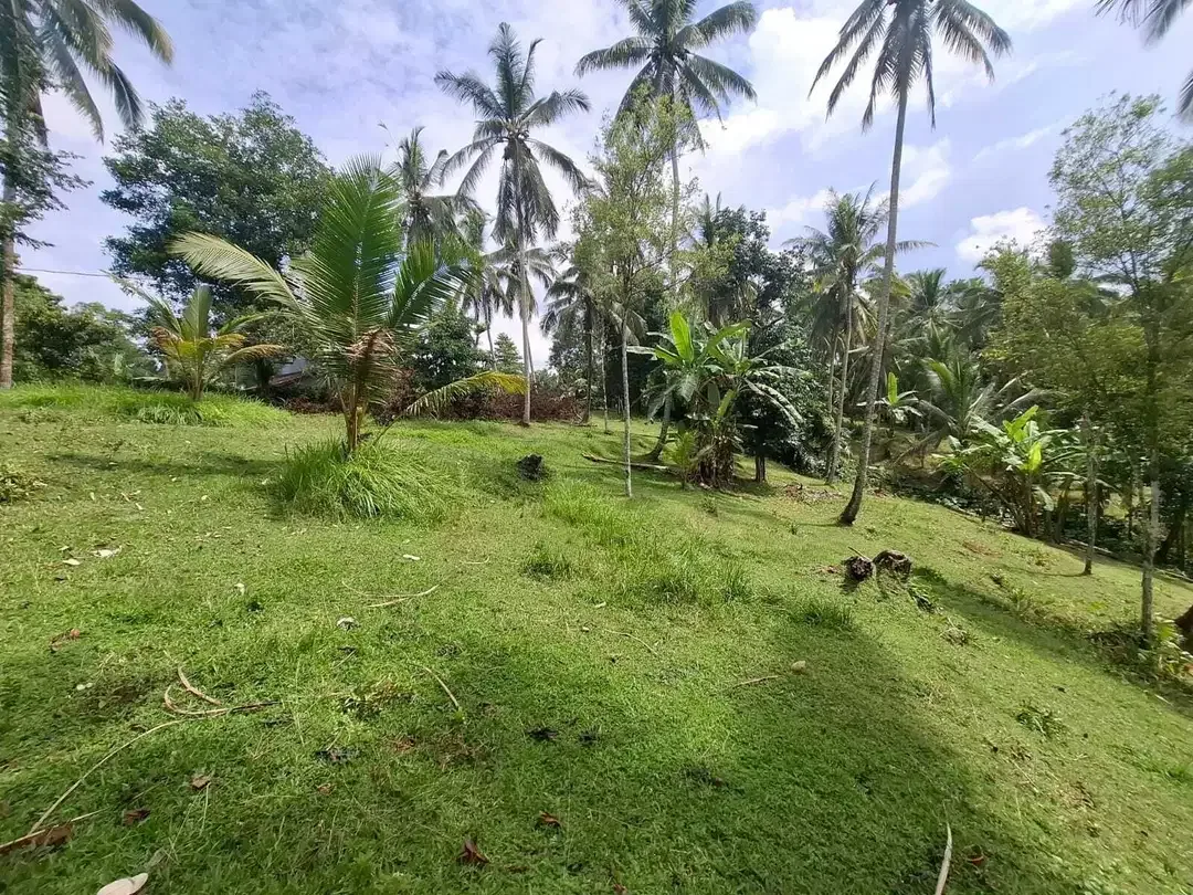 Dijual tanah kebun view sawah yang sangat exotik di tabanan bali - Image 6 of 9