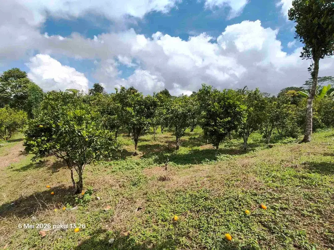 Tanah Kebun Jeruk Bisa untuk Kandang Peternakan di Kintamani Bali - Image 2 of 5