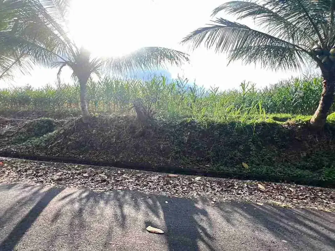 jual tanah kebun view bagus fi tabanan bali. - Image 2 of 10