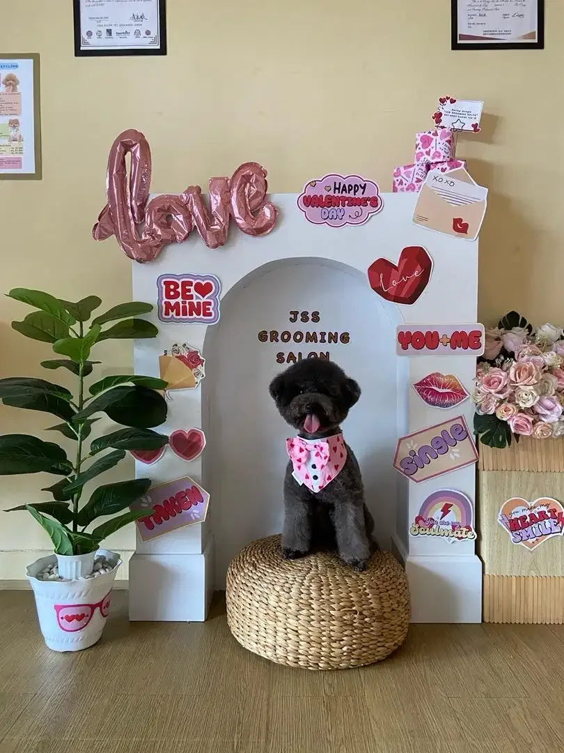 Jss grooming salon anjing - Image 10 of 10